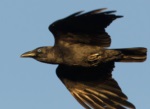 Bismarck Crow